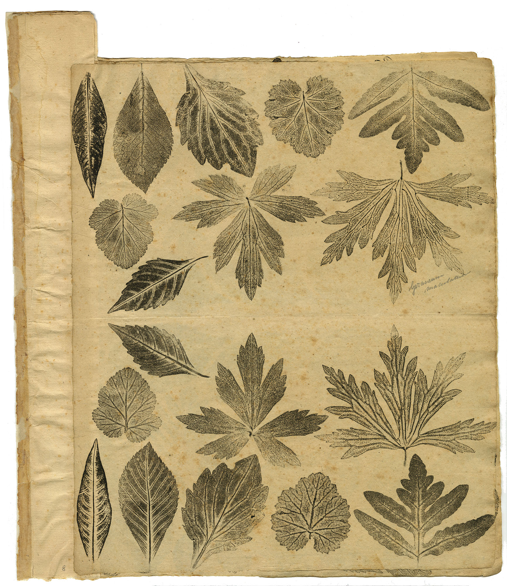 Joseph Breintnall’s leaf prints (Philadelphia, ca.1731- ca. 1742).