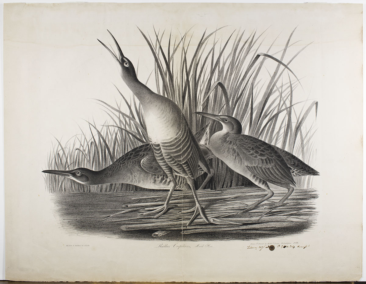 Cephas Grier Childs, lithographer after John James Audubon, Rallus Crepitans. Marsh Hen (Philadelphia: Childs & Inman,1832).
